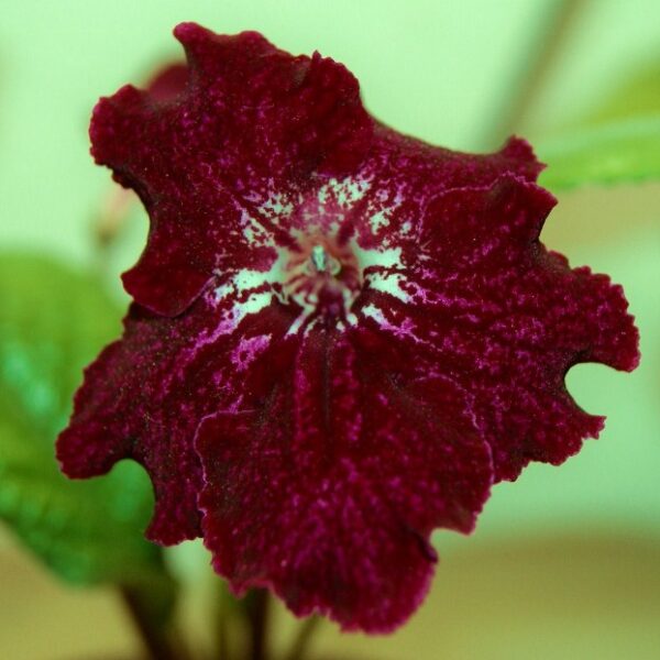 SONY DSC