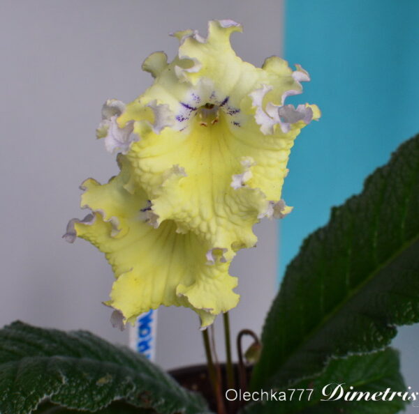 dsc_0031_175