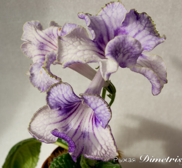 dsc_0033_209 dsc_0033_209