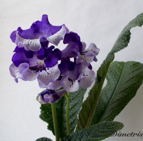 dsc_0048_168 dsc_0048_168