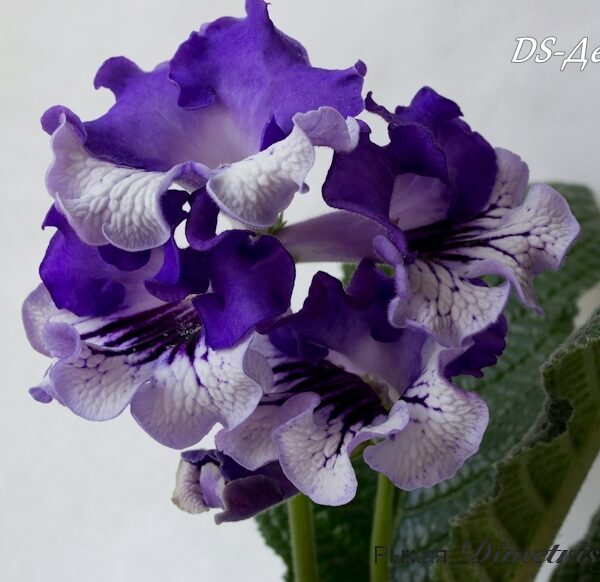 dsc_0054_210 dsc_0054_210