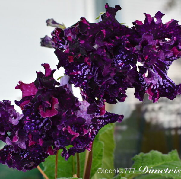 dsc_0061_161 dsc_0061_161