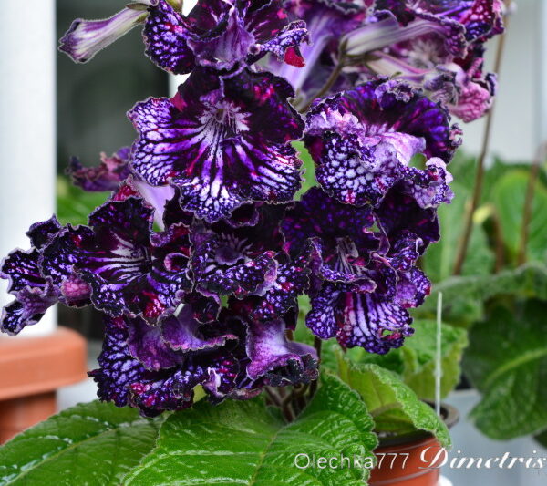 dsc_0061_948 dsc_0061_948