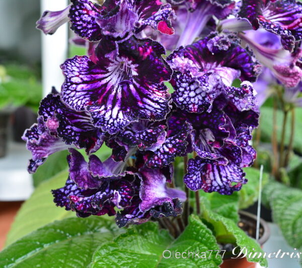 dsc_0065_116 dsc_0065_116