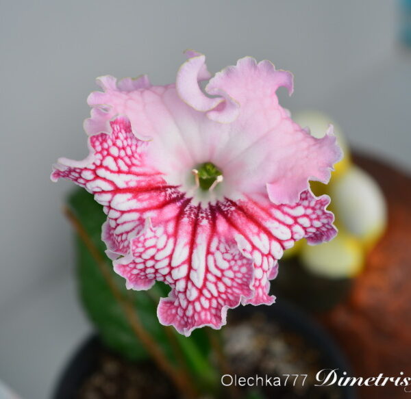dsc_0067_154