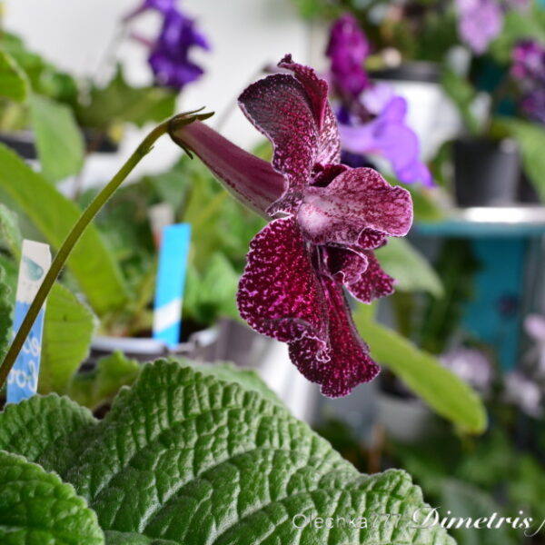 dsc_0070_212
