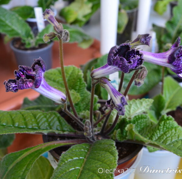 dsc_0100_461 dsc_0100_461