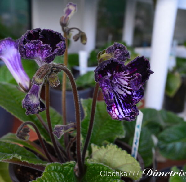 dsc_0101_121 dsc_0101_121