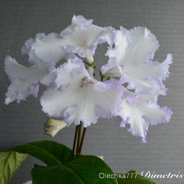 dsc_0168_422 dsc_0168_422