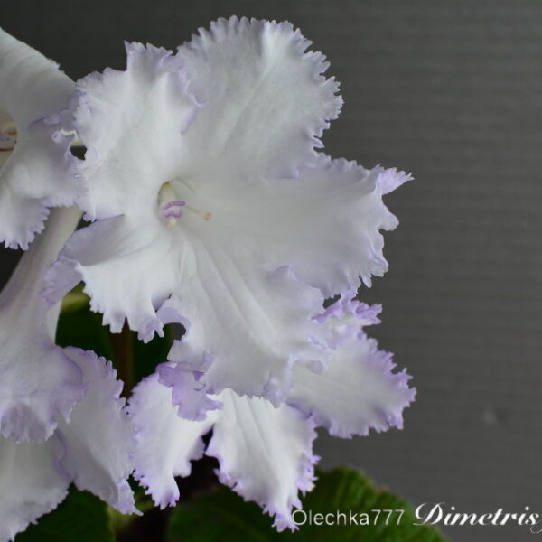 dsc_0171_140 dsc_0171_140