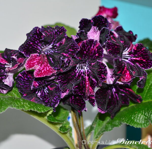 dsc_0193_145