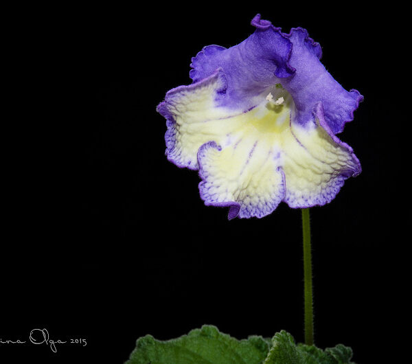 dsc_0383_119