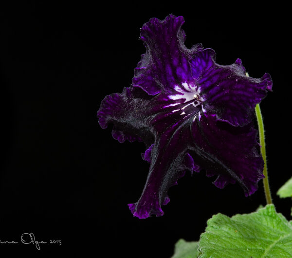 dsc_0388_121