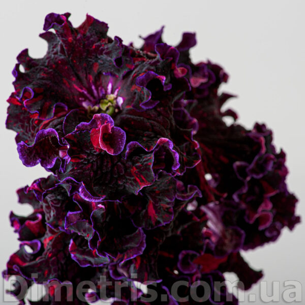 dsc_0423_158 dsc_0423_158