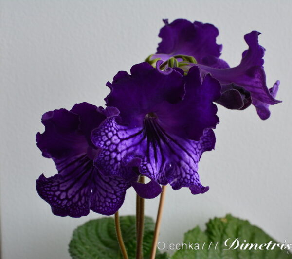 dsc_0518_125 dsc_0518_125