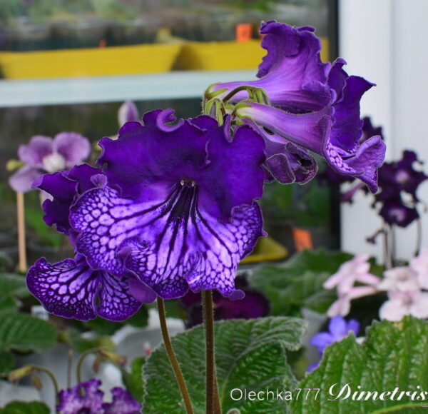 dsc_0524_931 dsc_0524_931