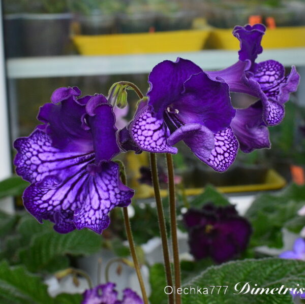 dsc_0528_145 dsc_0528_145