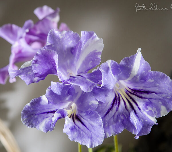 dsc_0569_2_163 dsc_0569_2_163