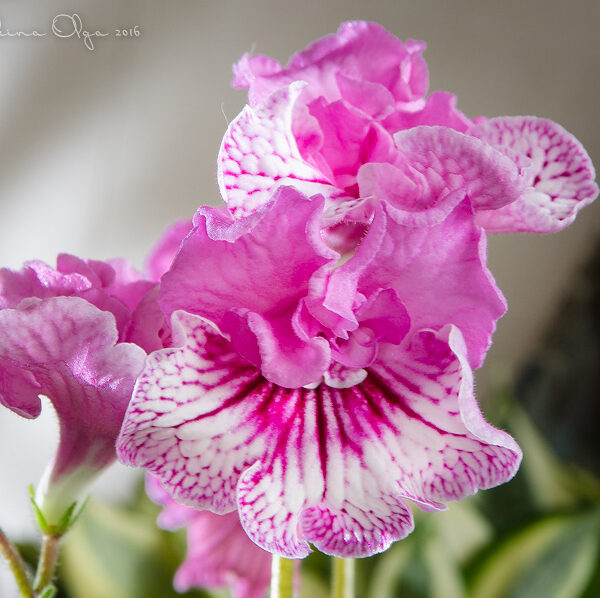 dsc_0580_168