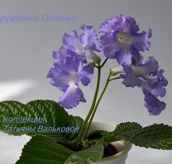 dsc_0589_800x574_187 dsc_0589_800x574_187