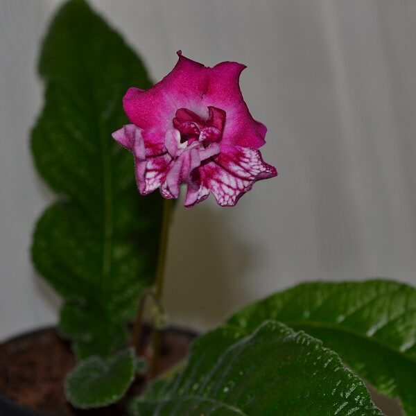 dsc_0590_112 dsc_0590_112