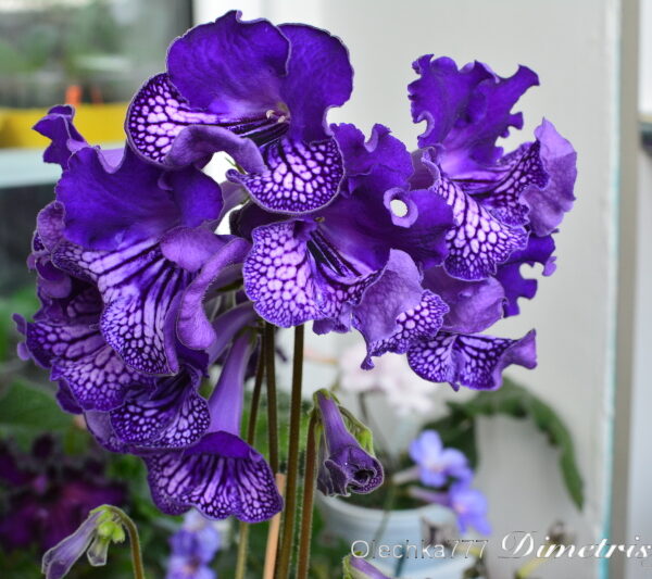 dsc_0638_189 dsc_0638_189