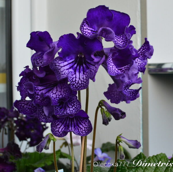 dsc_0640_789 dsc_0640_789