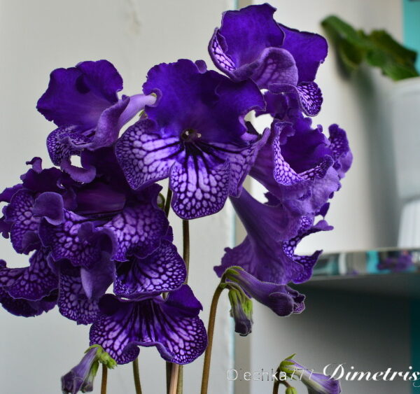 dsc_0641_727 dsc_0641_727