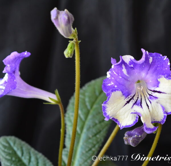 dsc_0677_756