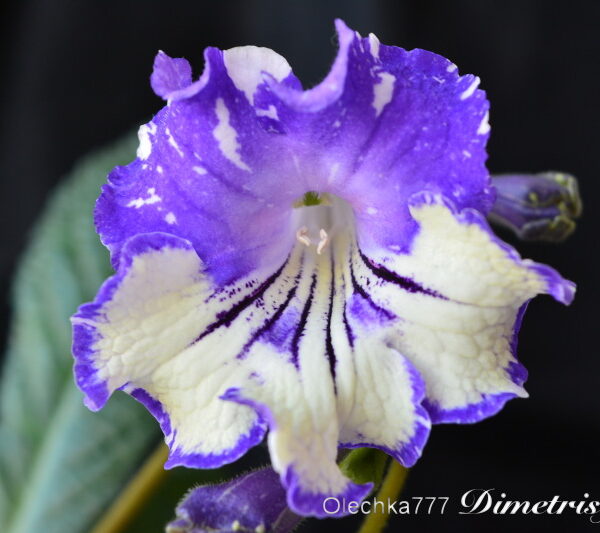 dsc_0680_133