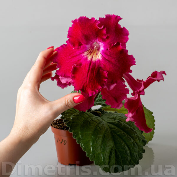 dsc_0807_140