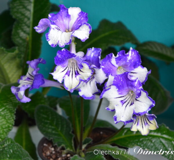 dsc_0908_147