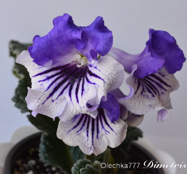 dsc_1231_161 dsc_1231_161
