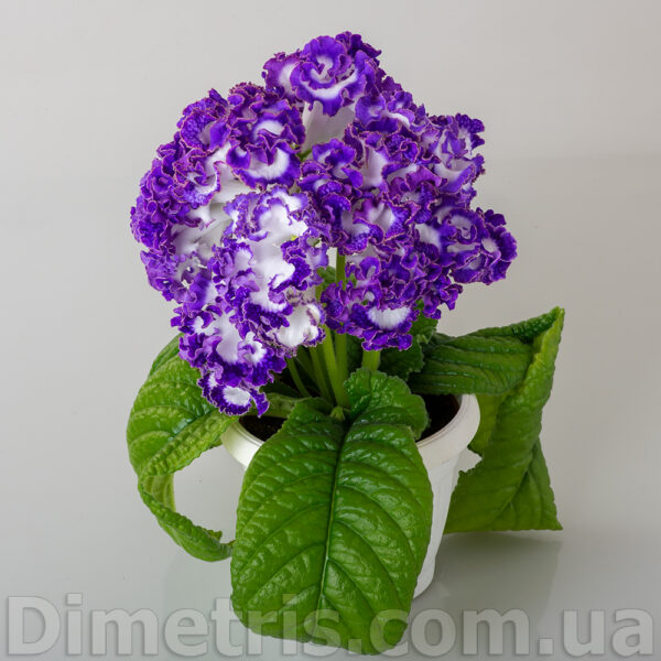 dsc_1259_144 dsc_1259_144