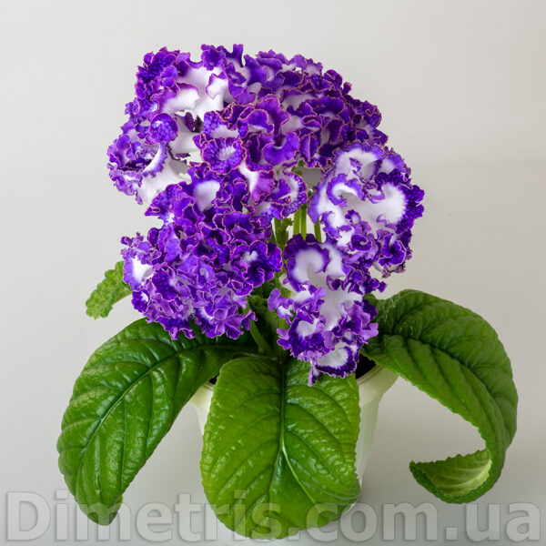 dsc_1262_131 dsc_1262_131