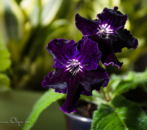 dsc_1371_185