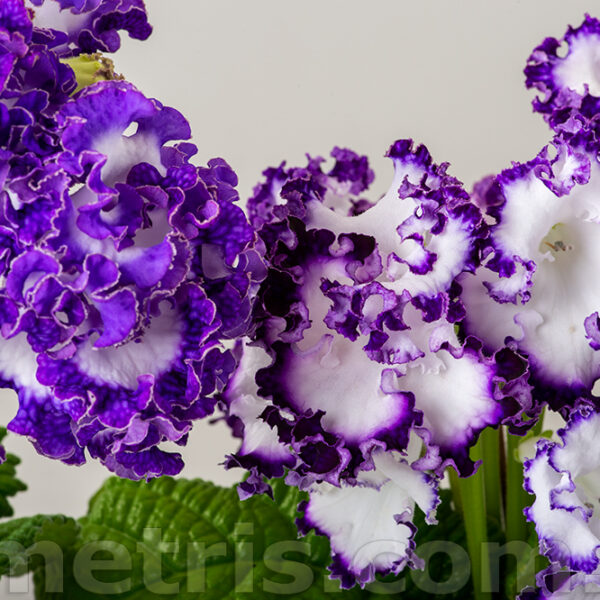 dsc_1457_150