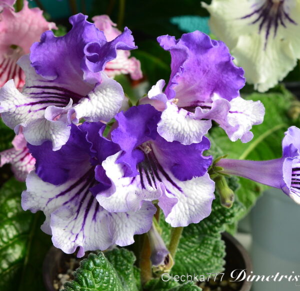 dsc_1524_843 dsc_1524_843