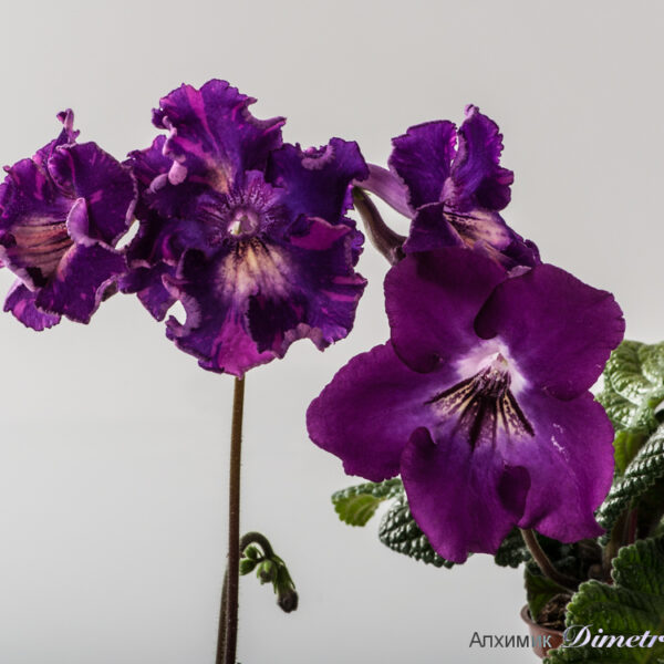 dsc_1591_2_152