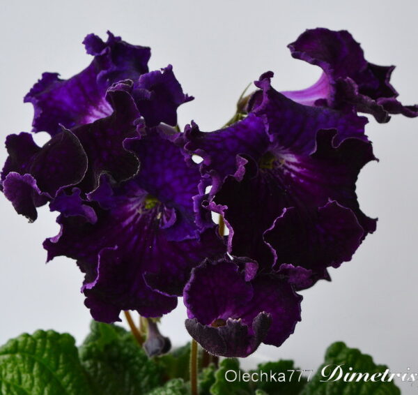 dsc_1631_101 dsc_1631_101