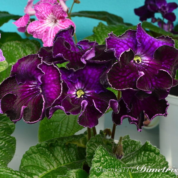 dsc_1671_525 dsc_1671_525