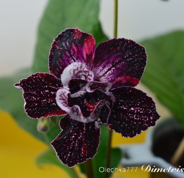 dsc_1679_245