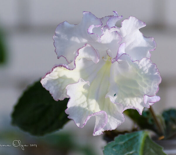 dsc_1687_1_130