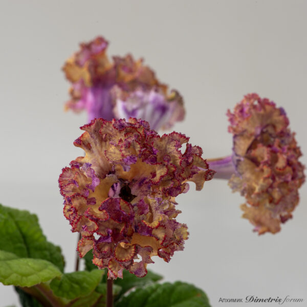 dsc_1714_2_106