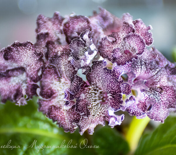 dsc_1807_390