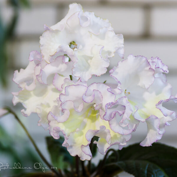 dsc_1860_2_214