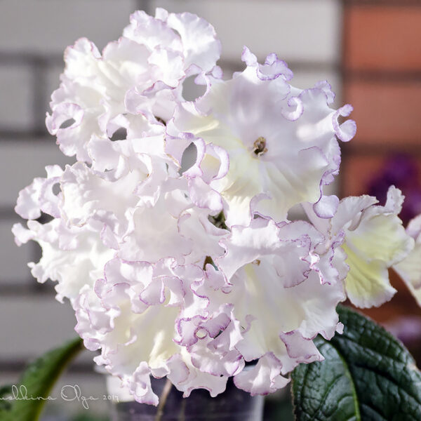 dsc_1947_1_136