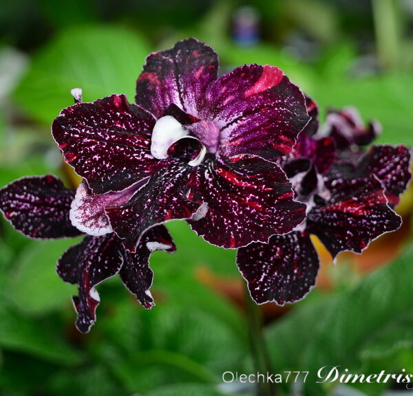 dsc_2025_159