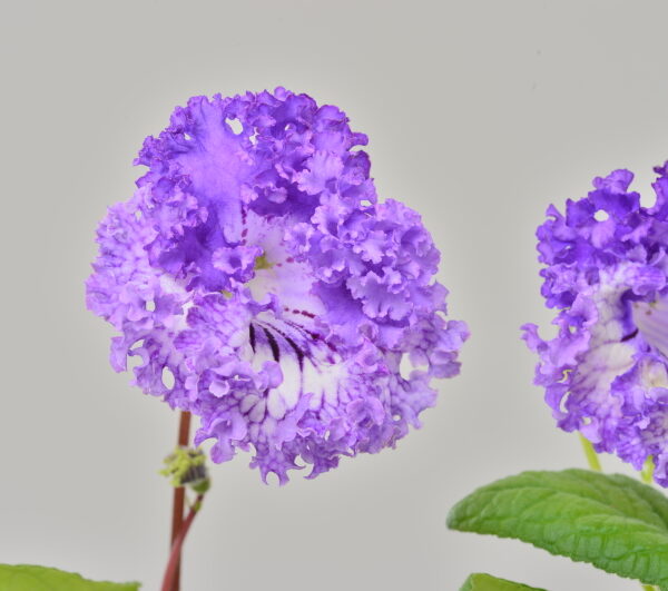 dsc_2942_506