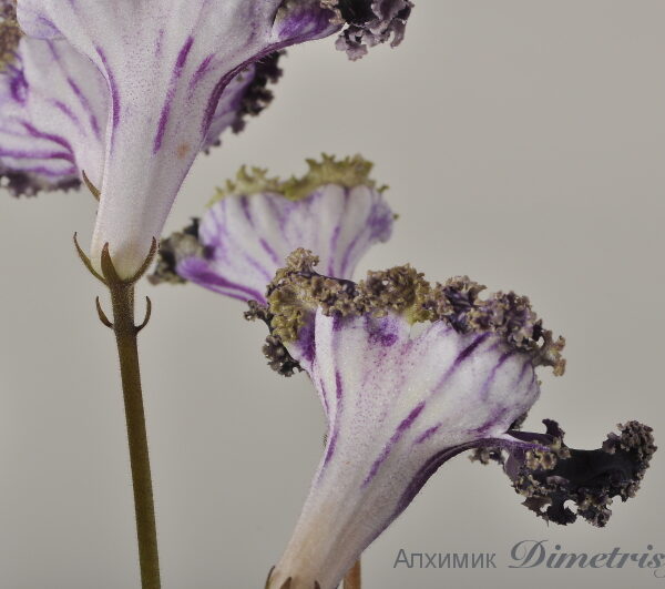 dsc_3761_164 dsc_3761_164